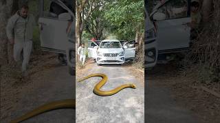 Naag Nagin Ka Badla 🐍😭 #shorts #ytshorts #viralvideos #snake #nagin
