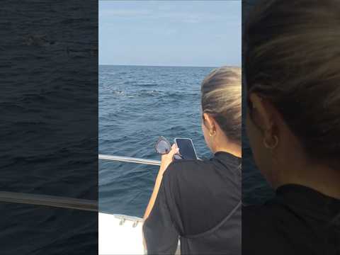 Spot the Dolphins🐬#travel #dolphin #marinelife