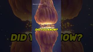 Synaptic Transmission #detailenjoyer #didyouknow #nowyouknow #nervoussystem #neuron #neurology #bio