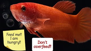 Betta Fish Feeding Guide: Optimal Portions for Health Growth & Overfeeding Prevention by Betta Art
