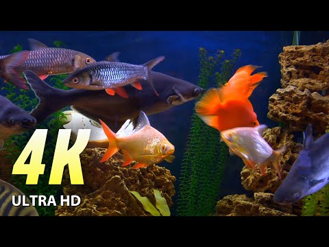 UNDERWATER WORLD 4K ULTRA HD.  Sleepless, Relaxing, Meditation music