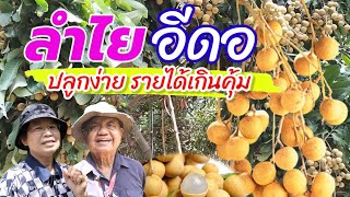 Longan, easy to grow, creates a worthwhile income.