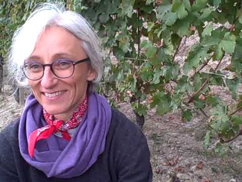 DBGitalia visits Bartolo Mascarello as they harvest Rocche dell'Annunziata, Oct 2016