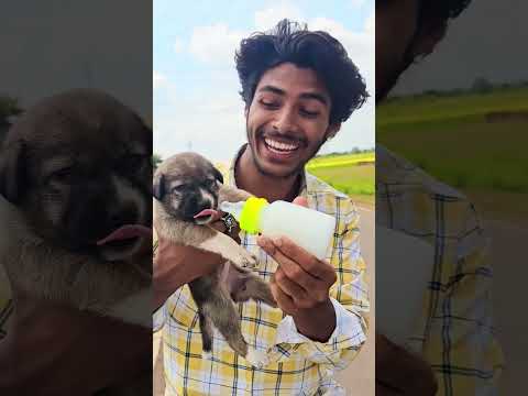 चलती🏍️गाड़ी में kutta🐶बनना? #funny #dog #new