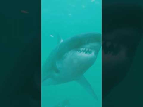 ¿QUIÉN GANARÍA? Megalodón vs Tiburón Blanco #Megalodon #tiburón #batallaépica