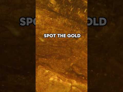 Never have I seen so much nuggets in 15 years of prospecting #goldmining #goldpanning #goldrush