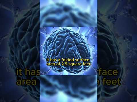 Our Brain is more complex than we think | Strange facts you never knew #shorts