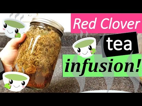 RED CLOVER TEA INFUSION! - Spiritual Cleansing Journey - Day 7!