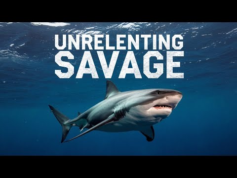 Bull Shark – The Most Aggressive Shark on Earth