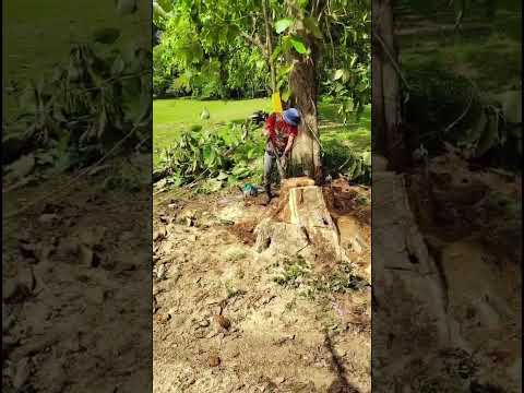 Nature gave us no choice on this one. The tree was hollow, eaten from the inside. #costarica #tree