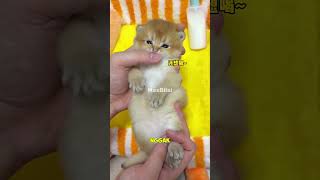 Tobi Suka Tidur sama dot #shorts