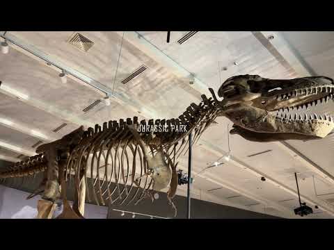 Jurassic Park | National Museum | Raptor