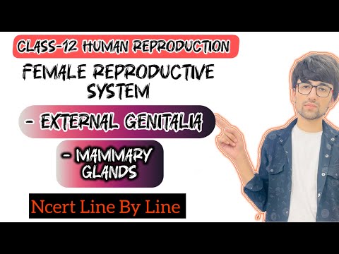 Class-12 Lecture-5 HUMAN REPRODUCTION(FEMALE REPRODUCTIVE SYSTEM EXTERNAL GENITALIA; MAMMARY GLANDS)