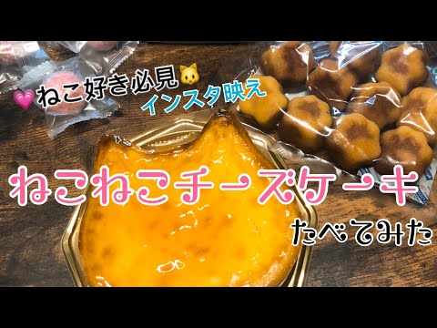 SNS話題沸騰！　ねこねこチーズケーキを食べてみた！！