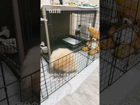 13日目　ジッポが気になりずっと回ってる