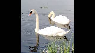 #łabędzienieme #muteswan #ptakiwodne #ptaki #birds #waterbirds #warmia #maj2025
