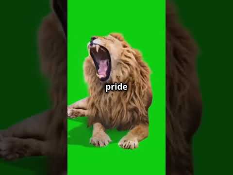 Lesser known facts about lions #facts #top5facts #top10 #lionking #shortvideo #lions #wildlife