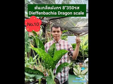 19 อันดับ ไม้สกุล Dieffenbachia ราคา ไม่แพง