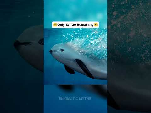 Animals that Will be Extinct by 2030🥺 #shorts #trending