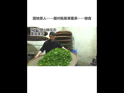 烏龍茶搖青