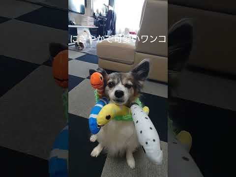 ちんあなごに囲まれて満足げな犬がこちら #犬のおもちゃ #パピヨン #チンアナゴ