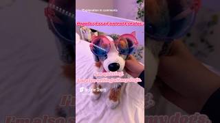 Explanation in comments. #theessapupz #essa #essacommunity #emotionalsupportstuffedanimal #fyp #esa