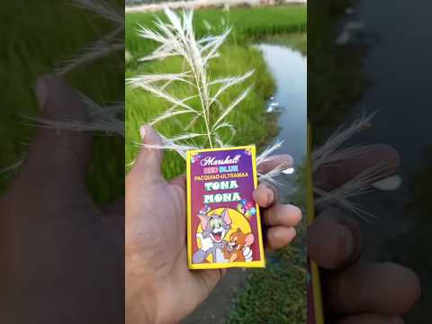 Diwali cracker testing video 2025 #fireworks #diwali #experiment #viral