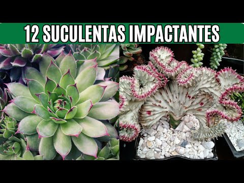 Las 12 Suculentas más Hermosas del Mundo ¡la Número 7 te Dejará sin Palabras!