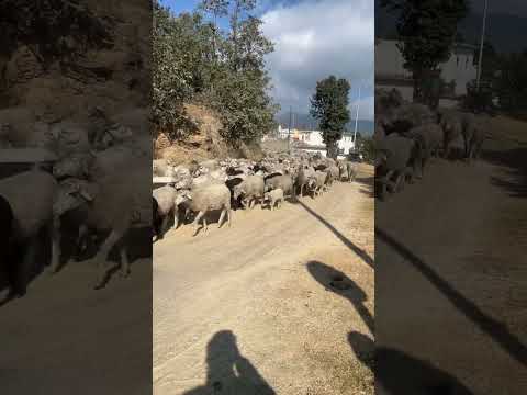 1000 Goat 🐐 in NCR #nature #uttarakhand #animals #travel #music #delhi