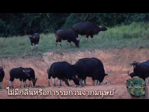 🐃🌳 อาหารคือยา โป่งเพื่อสัตว์ป่า