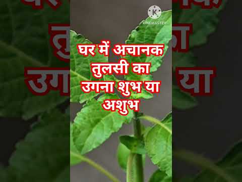 तुलसी का अचानक उगना क्या संकेत देता है #shorts #youtubeshorts #trendingshorts #viralvideo