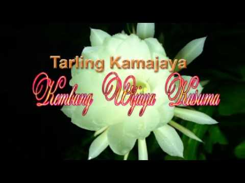 KEMBANG WIJAYA KUSUMA FULL DRAMA TARLING PANTURA "KAMAJAYA"