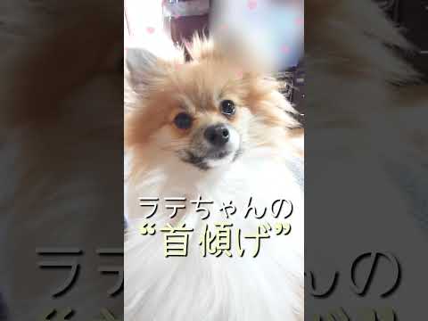 #115 左右どちらも首を傾げるかわいいポメラニアン【ポメラニアン(ショート動画)】 #ポメラニアン