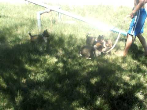 Sheltie puppies