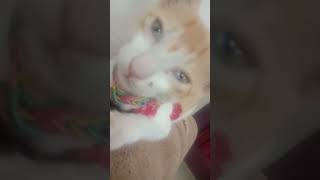 STUDY WITH CAT VIDEO AFTER 10 SUBSCRIBERS #cat #funny #dance #catlover #catblogger #catlaughs #cat