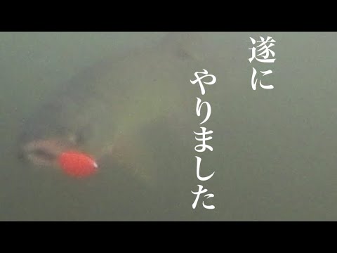 【鮭釣り】鮭の水中映像2  遂に鮭の水中捕食シーンを捉えた！の巻き　Succeeded in shooting an underwater predation scene of salmon