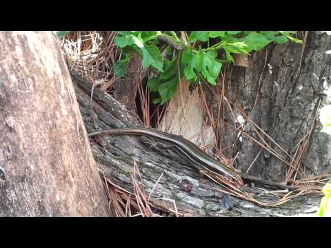 Lizard Video