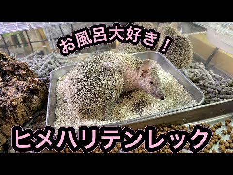 可愛いヒメハリテンレックちゃんのお風呂！！（熱帯倶楽部　東川口本店）