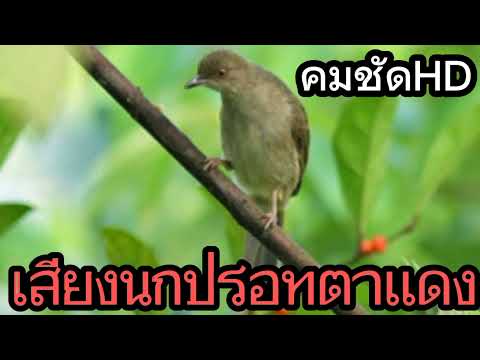 นกปรอทตาเเดง เสียงเทพ