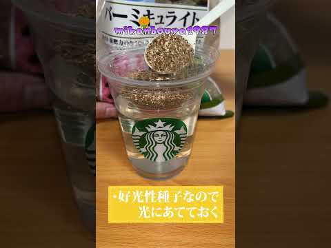 フリルレタスはスタバの容器でも、もりもり育ちます｜おしゃれに栽培｜フラペチーノ栽培｜水耕栽培