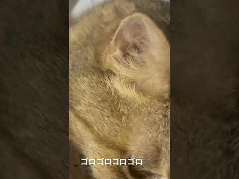 なつみの傍でゴロゴロが止まらない #cat #猫のいる暮らし #猫のいる生活 #ねこ #保護猫