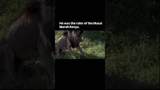 Live like a king and die like a king.That is why we call it the king of the jungle
