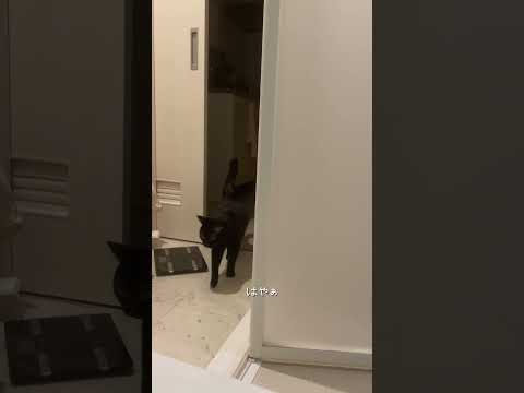 イカ耳発動　#猫 #ねこ