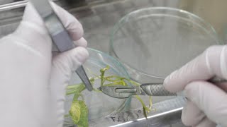 🌱เตรียมตัวเข้าตู้ปลอดเชื้อ เพาะเลี้ยงไม้เนื้อเยื่อ  #plants #tissueculture