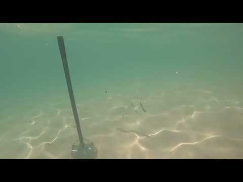 Bobby dazzler hunting in south Florida