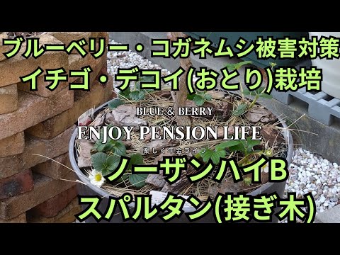 ブルーベリーのコガネムシ対策　いちご混植1層