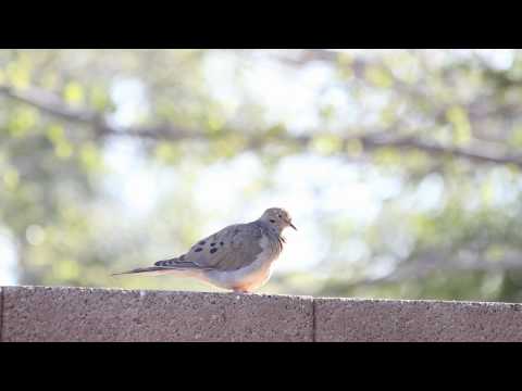 The Birds