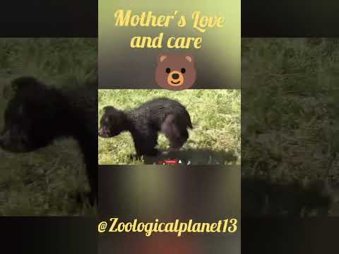 Mother's love#animals #wildlife #wild #zoo #bear #animalkingdomclass11 #bear