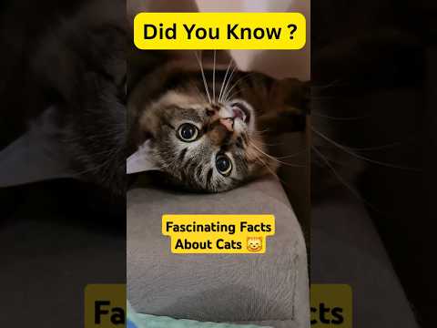 Did You Know? Cats Are Secret Superheroes!🐈 #Cats #CatFacts #DidYouKnow #AnimalSuperpowers