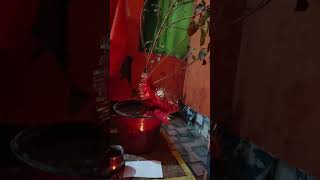 #tulsimata #kartikmass